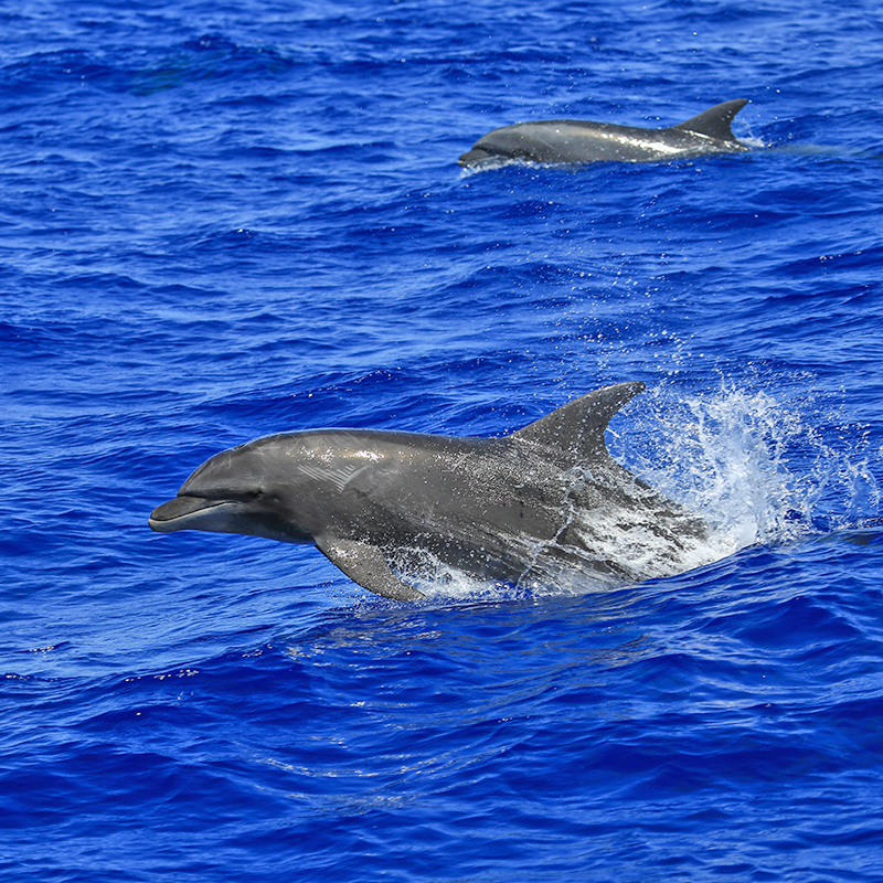 dolphins