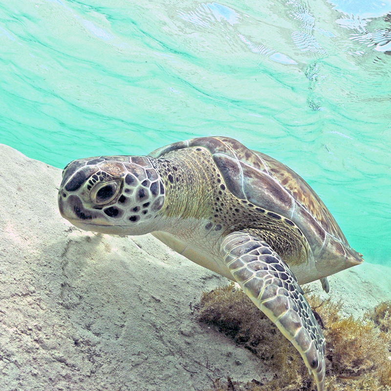 green sea turtle