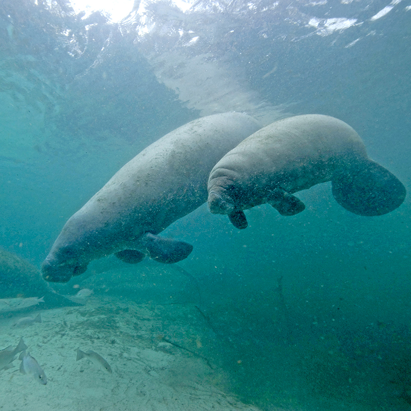 manatee mother and calf