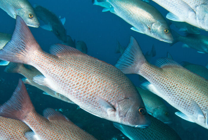 A school of gray snapper