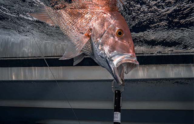 Barotrauma - Fish half in half out of water shot. 