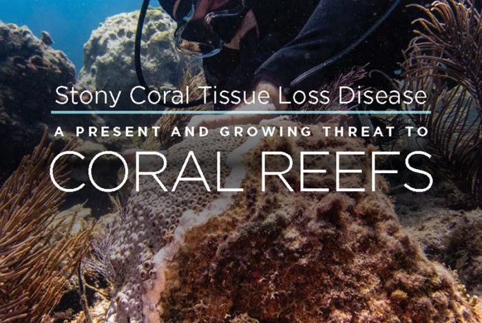 cover of the Prospectus for Stony Coral Tissue Loss Disease: A Present and Growing Threat to Coral Reefs