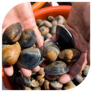 hands holding clams
