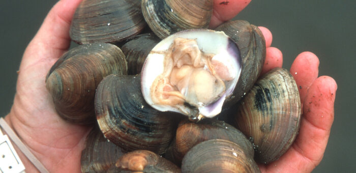 hands holding up hard clams from Cedar Key