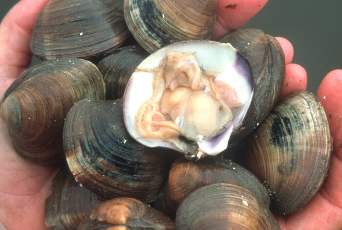 hands holding up hard clams from Cedar Key