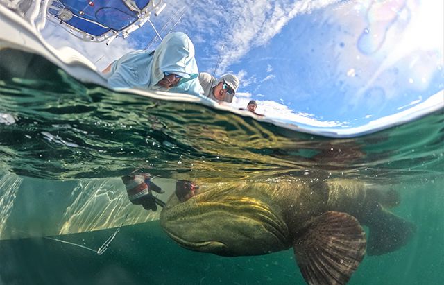 team of scientists release goliath grouper back below water