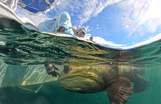 giant grouper fish