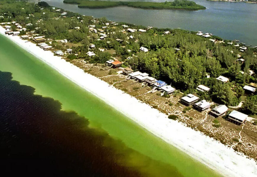 dark red tide bloom observed off of Florida coast
