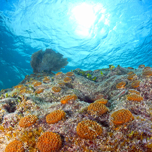 Looe Key Outplants and Gorgonian Credit NOAA