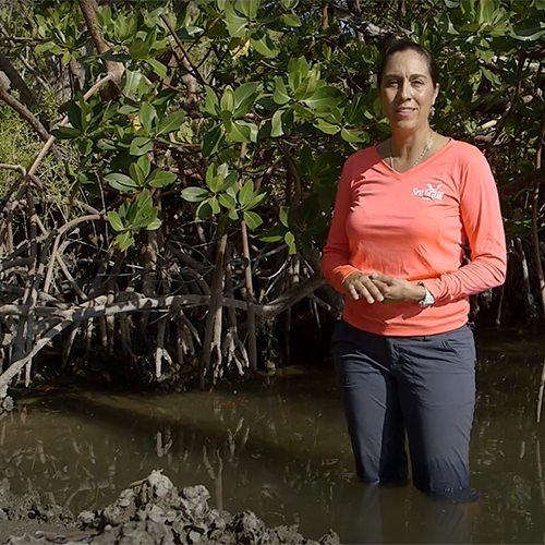extension agent educating on mangrove species identification