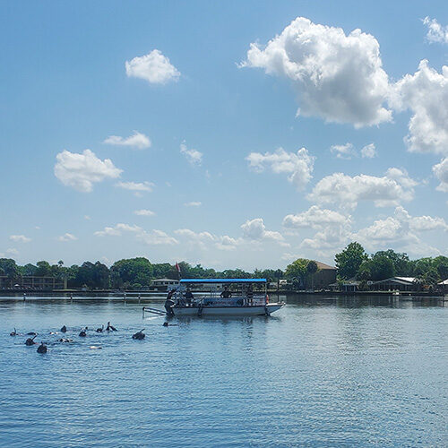 A group of snorkelers quietly observe manatees in Kings Bay