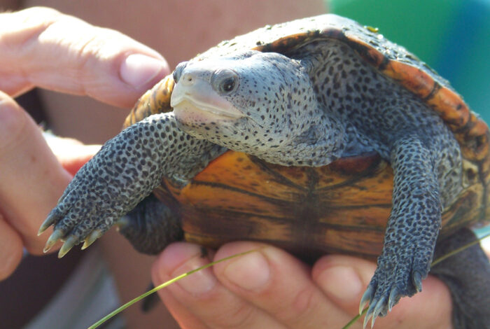 Florida diamondback terrapin