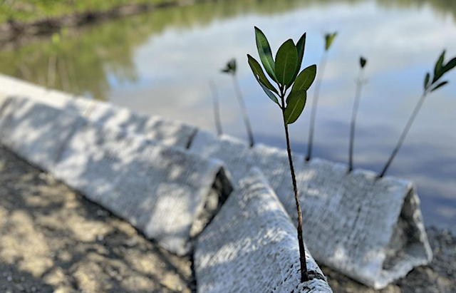 new living shoreline at rookery bay