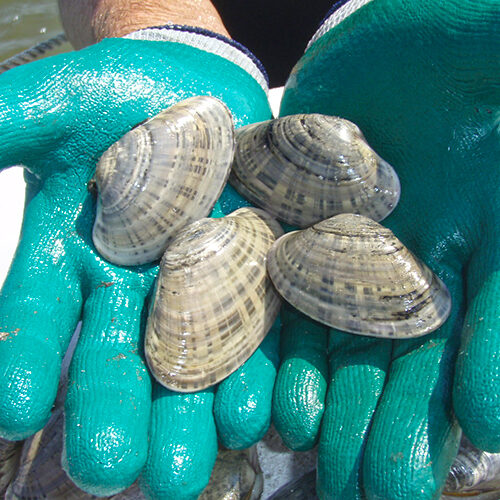 Sunray Venus Clams