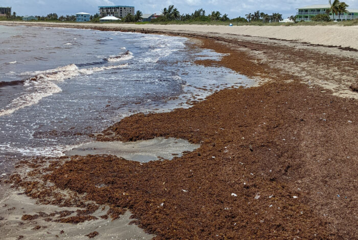 sargassum accumulation along St Lucie County shoreline