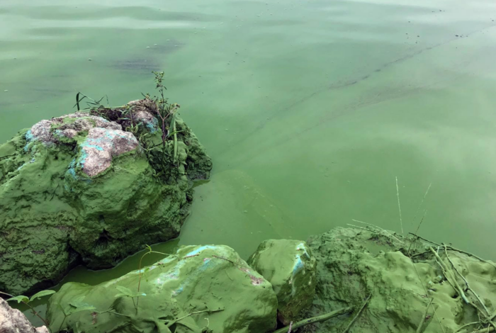 blue green algae accumulation along coastline. CREDIT: Forrest Lefler