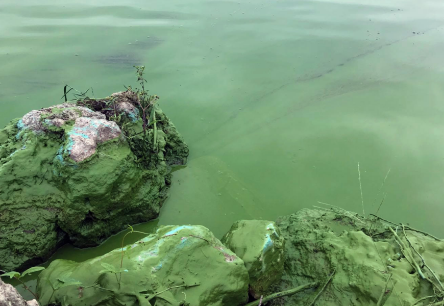 blue green algae accumulation along coastline. CREDIT: Forrest Lefler