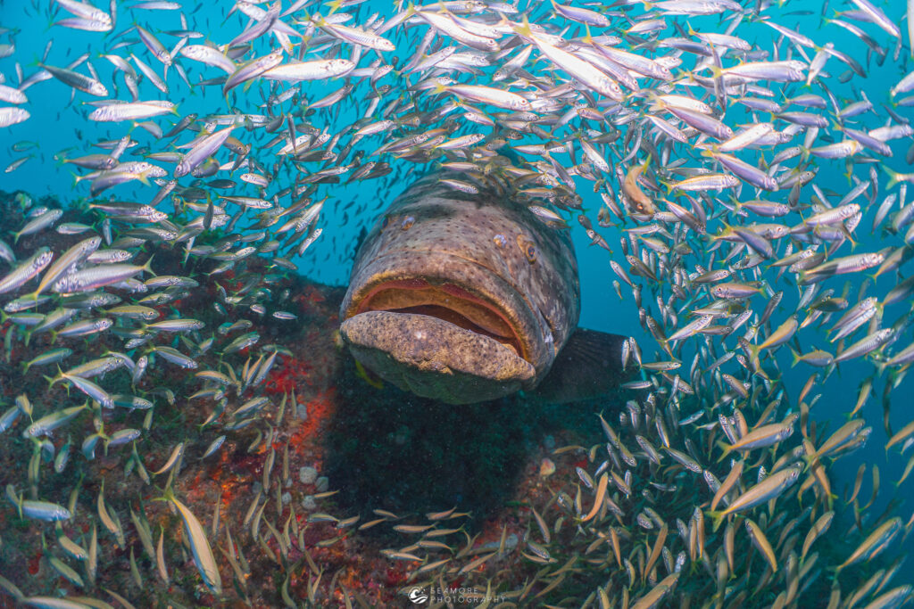 A school of small fish surrounds a big fish. 