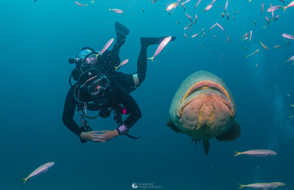 Diver swims next to big fish. 