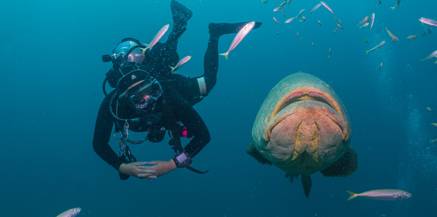 diver swims with great Goliath grouper