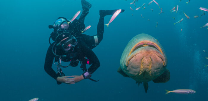 diver swims with great Goliath grouper