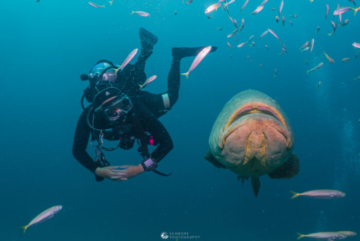 diver swims with great Goliath grouper