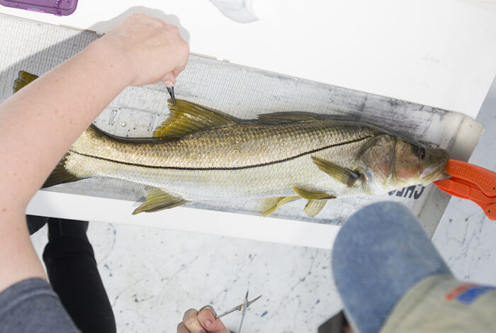 Catching and taking fin clippings from snook fish for research