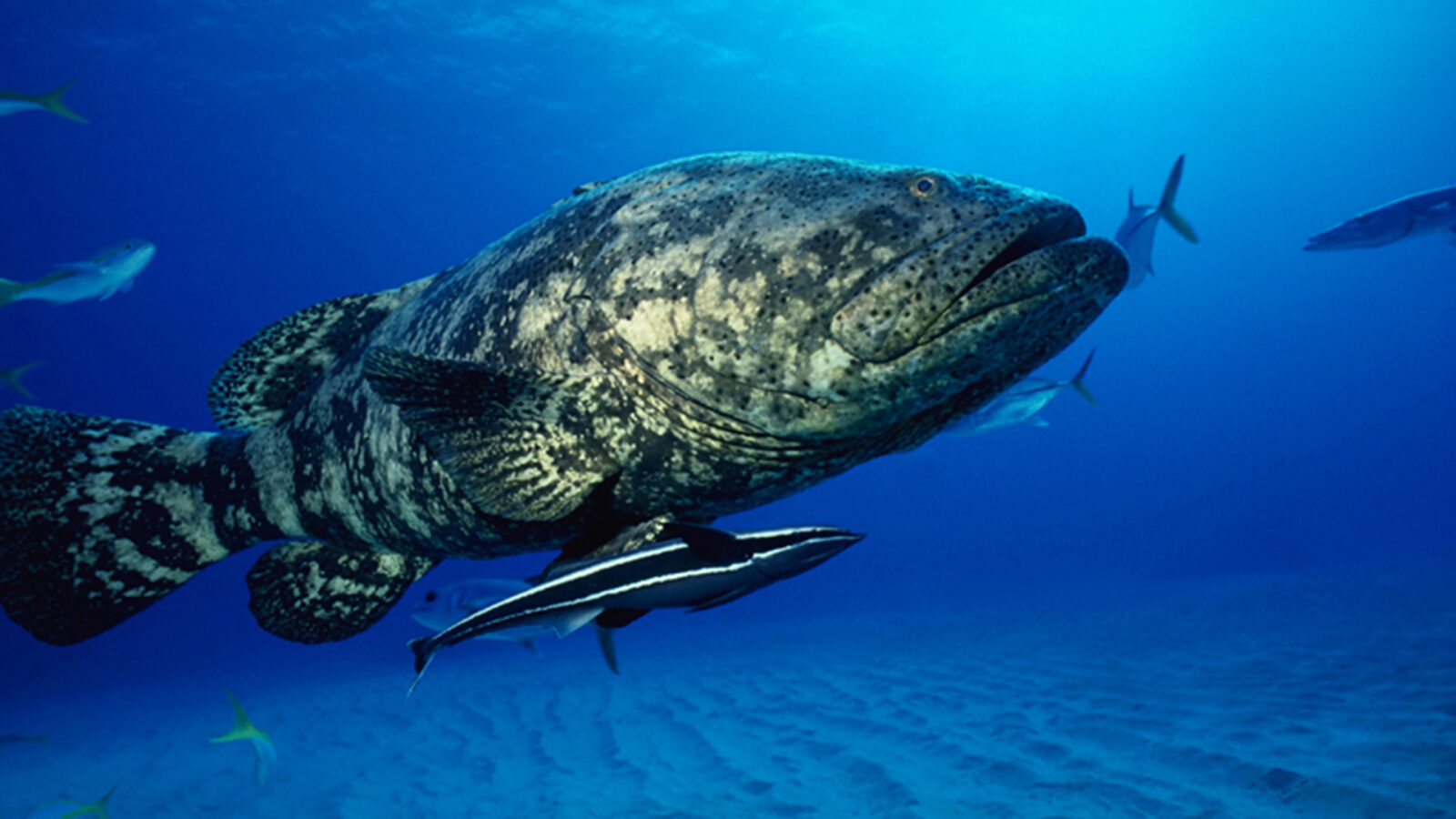 An enormous goliath grouper with a mottled grey and brown patterned body swims through deep blue ocean water just above a sandy seabed. A striped remora fish hitches a ride beneath its large belly, while several smaller fish swim in the blurry background