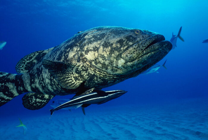 goliath grouper underwater