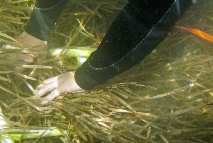 Taking seagrass surveys off of the coast Cedar Key
