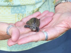 A terrapin hatchling