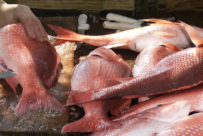 hands cleaning red snapper