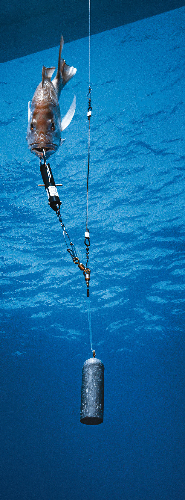 Releasing Reef Fish 101: Techniques for reducing release mortality