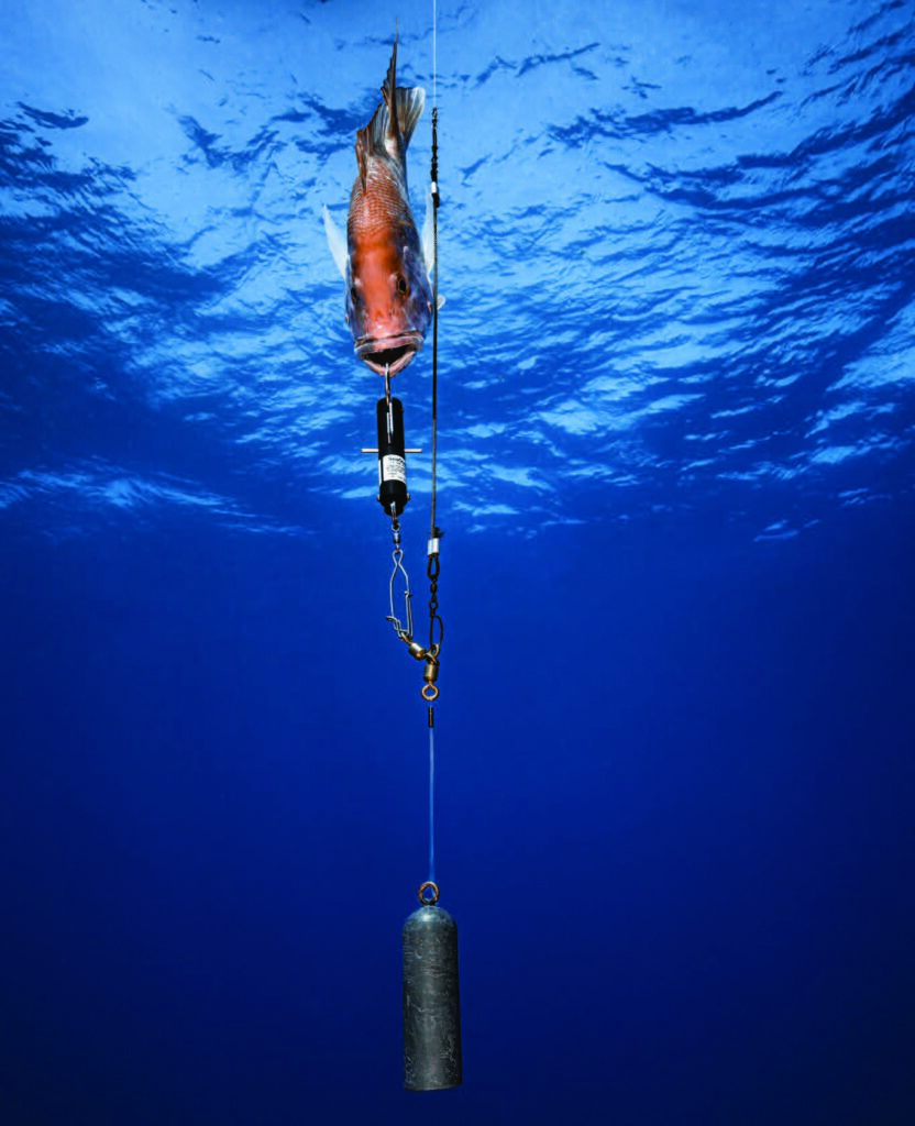 To Use or Not to Use: A Guide to Venting & Descending Reef Fish - Florida  Sea Grant