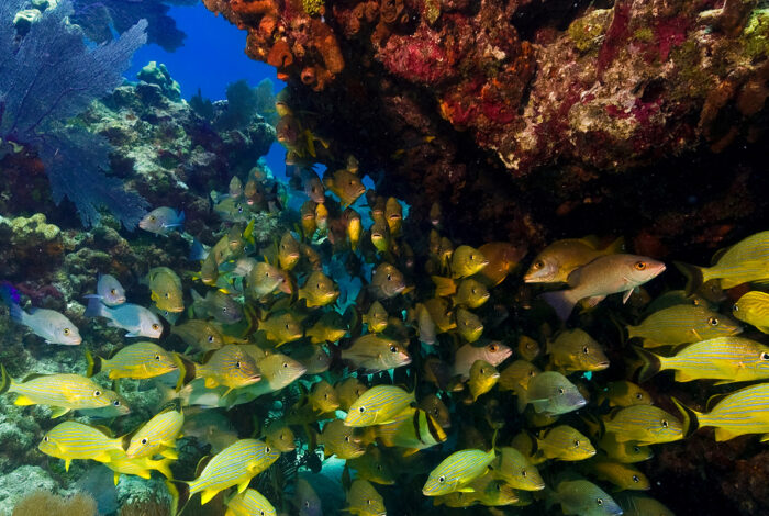 A school of snapper are sheltering under the underside of a shallow coral outcrop in the Florida keys.