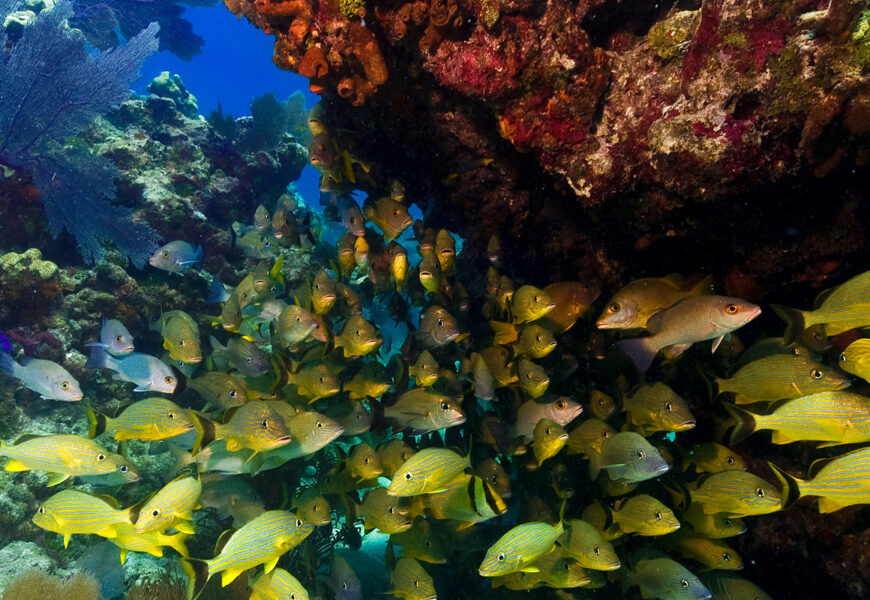 A school of snapper are sheltering under the underside of a shallow coral outcrop in the Florida keys.