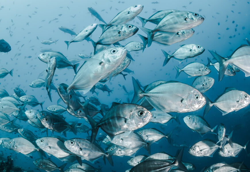 school of silver fish