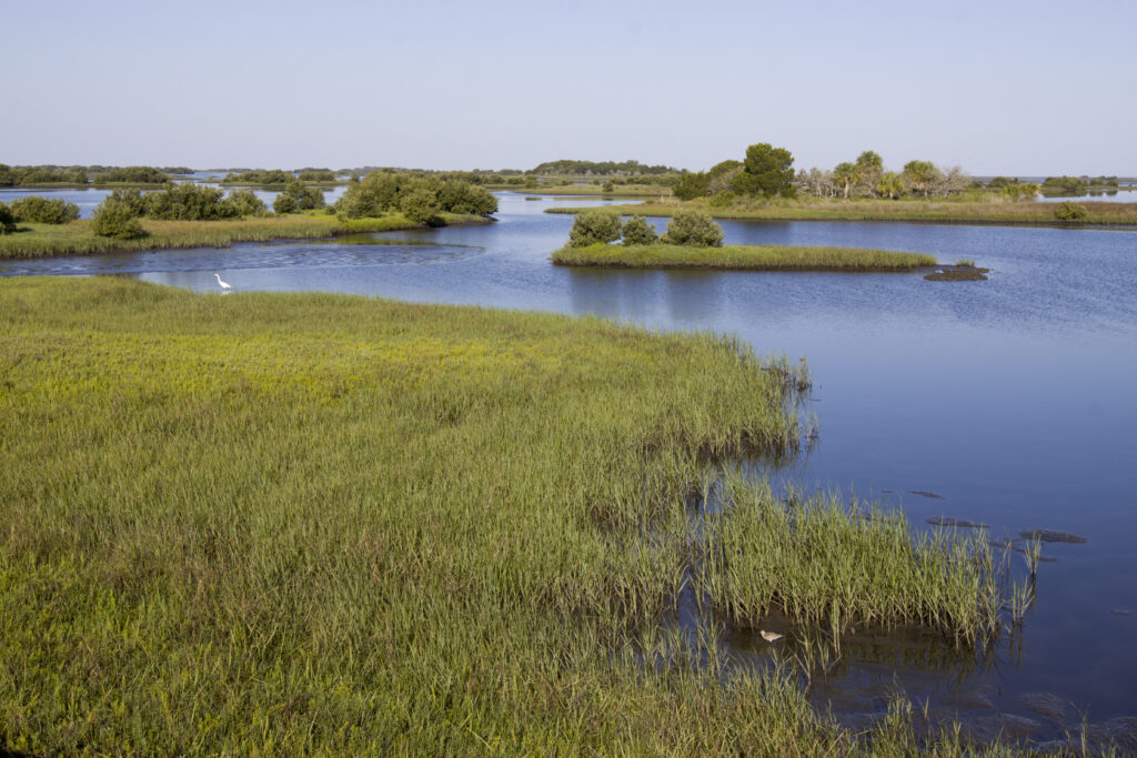 Vegetation in Cedar Key's coastal wetlands. 