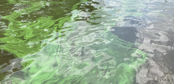 Algal Blooms