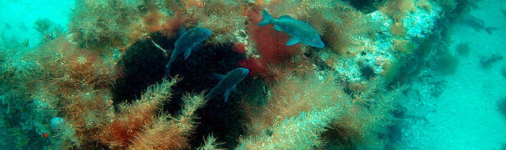 artificial reef fish swimming nearby