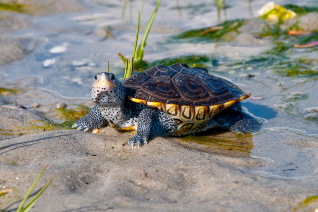 Diamondback Terrapin turtle. 