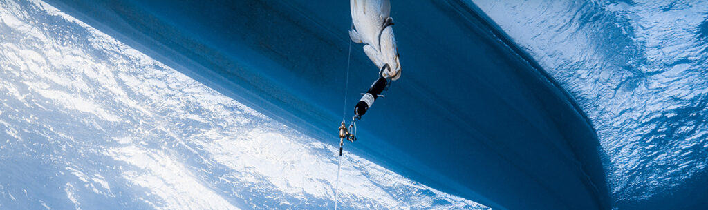 underwater photo fish on descending device being returned to depth