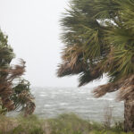 palm leaves and waves blowing in hurricane force winds