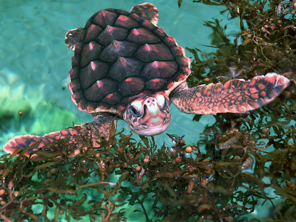 juvenile sea turtle swims among seaweed 
