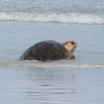 loggerhead sea turtle on beach going into ocean