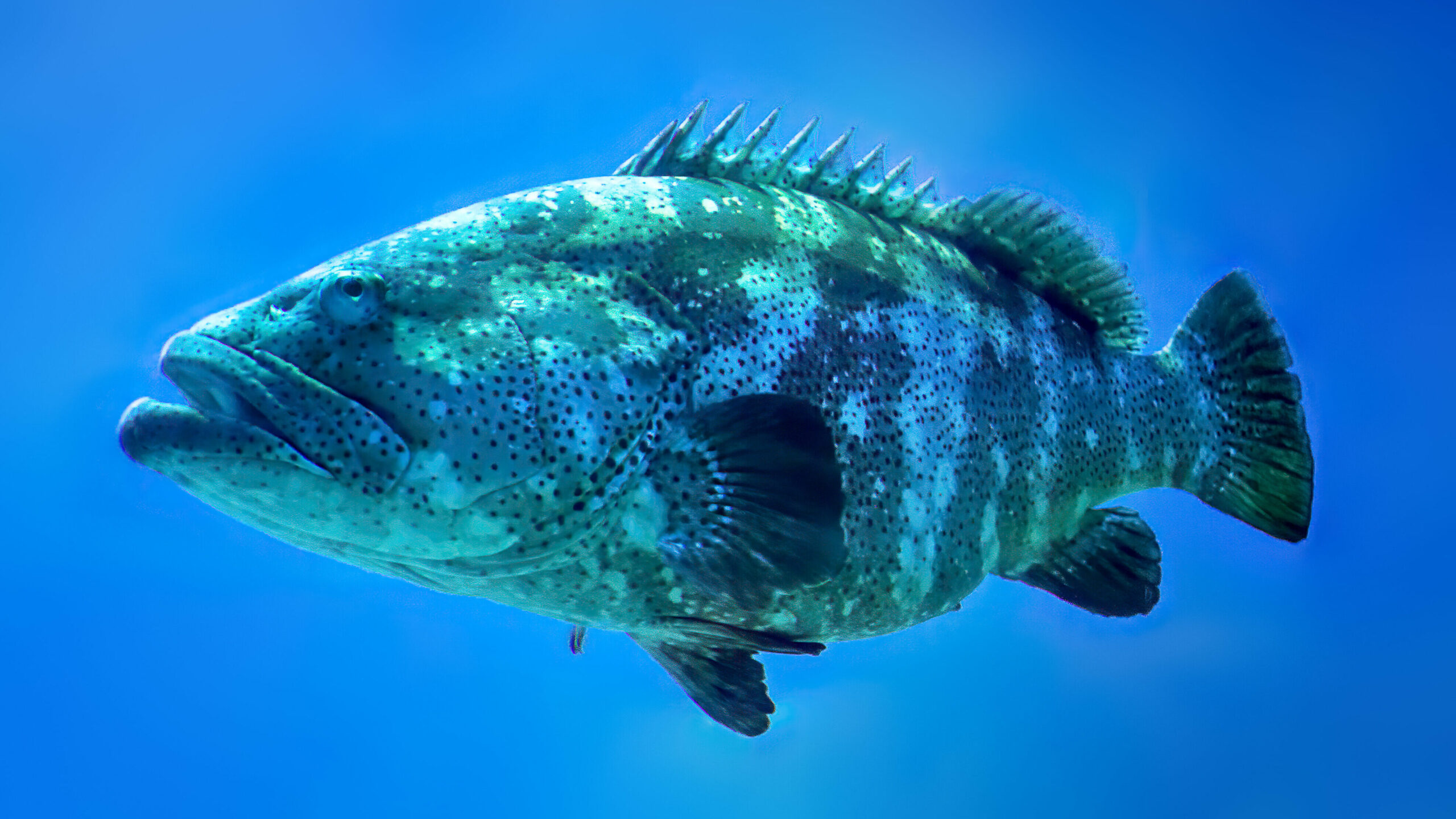 A side-profile shot of a goliath grouper fish swimming horizontally against a vibrant, solid blue background. The fish features a robust body covered in dark spots and a mottled camouflage pattern of greenish-grey and white, with prominent spiny dorsal fins running along its back.