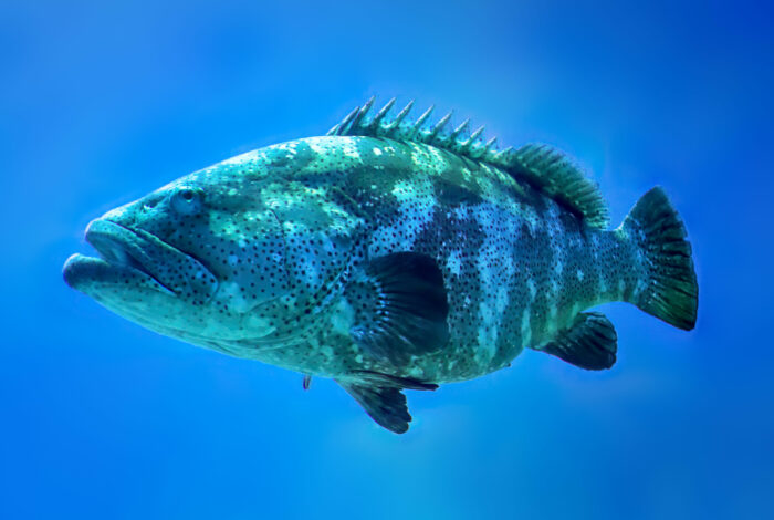 A side-profile shot of a goliath grouper fish swimming horizontally against a vibrant, solid blue background. The fish features a robust body covered in dark spots and a mottled camouflage pattern of greenish-grey and white, with prominent spiny dorsal fins running along its back.