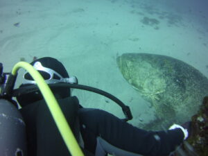 A first-person perspective shot from behind a scuba diver shows a massive goliath grouper resting on a sandy ocean floor. The diver, wearing black gear with a bright yellow regulator hose, swims directly toward the enormous, speckled grey fish in pale green water