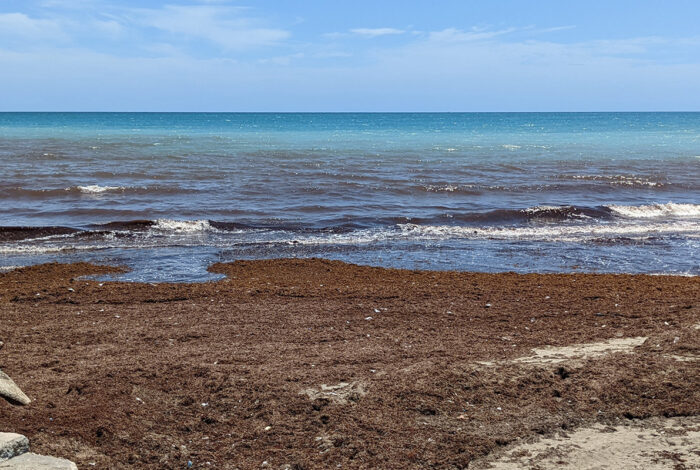 sargassum seaweed washed up on beach