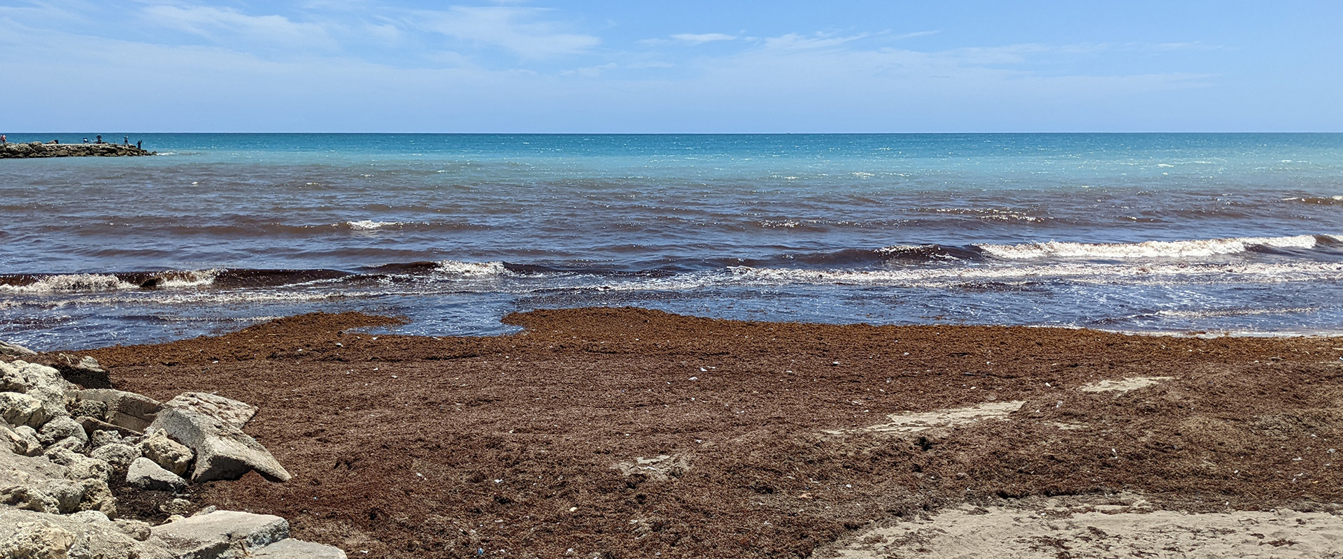 sargassum seaweed washed up on beach